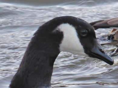 Nilgans